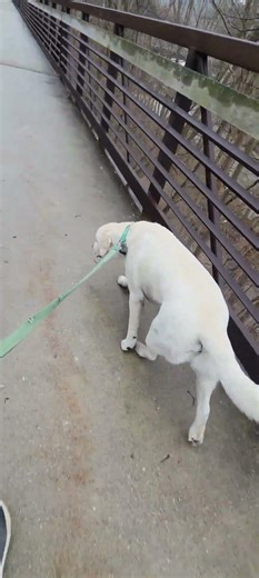 boot food on a bridge #chagrinfalls #labrador #dog #bridge