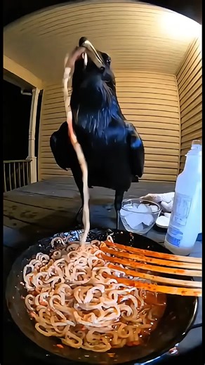 He really lost it over some spicy noodles... 🍜🐦 Someone check on him!#Comedy #funnyanimals #us #fyp #forYou