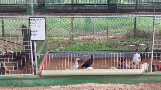 1.7K views · 36 reactions | The brooder-grower house at Rene Sugide Farm. | Philippine Native Chicken | Facebook