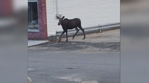 Moose on the loose in Rumford