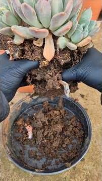 In this video, I want to show you the soil mix I use for my succulents after the rain.