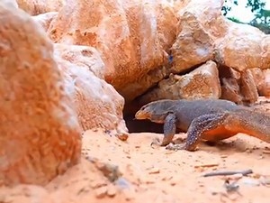 569K views · 8.9K reactions | Family Komodo Dragon Was Attacked By Python Attack  | Amazing Snakes World | Facebook