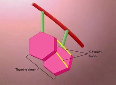 Thymine Dimers Formation and Repair... | All About Molecular Biology