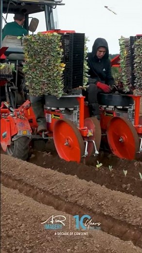planting savoy cabbages #farming #agriculture #arimagery