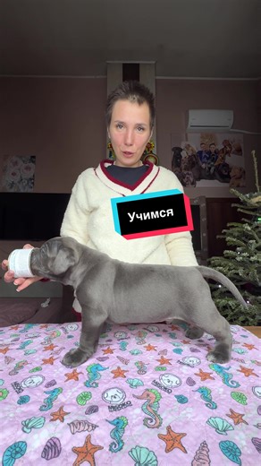 Відео користувача Infinity Glory 🇺🇦 (@infinity_glory_family) з композицією «Happy Dog. - Líricus Instrumental»