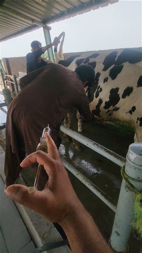 #injection #syringe #animals #saman song#viral #viral #farming #trending