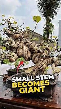 How a Tiny Tree Becomes a Giant #bonsaimaster #botanicalscience #sacrificebranch