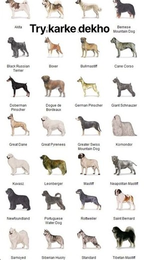 Real majic #dogs #trending #facts #majice #shorts #shortvideo