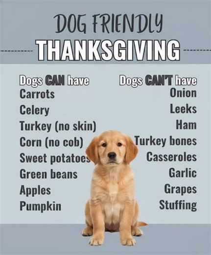 🐾 Dog-Friendly Thanksgiving: What’s Safe & What to Avoid! 🦃🍂 Thanksgiving is full of delicious foods — and while our dogs would love to share the feast, not everything on the table is safe for them. Here’s a quick guide to keep your pup happy and healthy this holiday! ✅ Dogs CAN Have: • Carrots • Celery • Turkey (no skin) • Corn (off the cob) • Sweet potatoes • Green beans • Apples • Pumpkin These are great in small, plain portions with no added butter, seasoning, or sugar! ❌ Dogs CAN’T Have:
