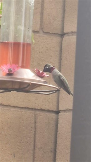 Juvenile Hummingbird visits