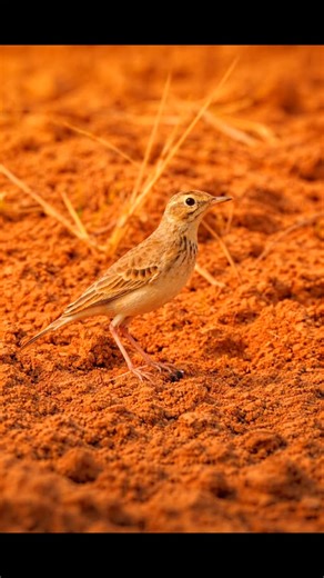 Kanger Valley National Park on Instagram: "Paddyfield Pipit bird Photography: Raydhar Nag📷 #KangerValleyNationalPark #WildlifeLife #kangervalley #tourism #viralpost"