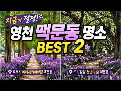 26년 보랏빛으로 물든 영천! 맥문동 명소 BEST 2, 지금절정, 꼭 가봐야 할 메타세쿼이아길 맥문동 vs 천년의 숲 맥문동,