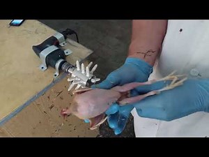 Plucker Ukraine VIDEO Drill Attachment for defeathering small chickien, quail, pigeon, pheasant