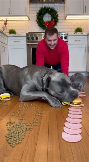 Large Dogs vs Small Dogs Food Battle 🐕 #dogs #challenge #eating