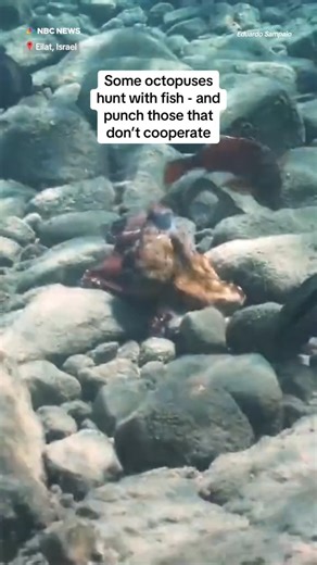 Some members of an octopus species move in hunting groups with fish and punch those who don’t cooperate, a new study found. | NBC News