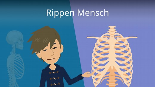 Rippen Mensch • Wie viele Rippen hat ein Mensch?