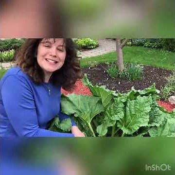 How to Remove Seed Stalks from Rhubarb plant