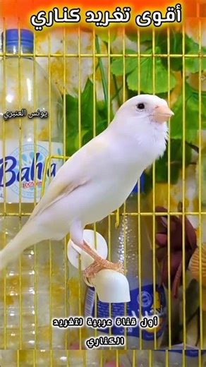 Canary Song - Spanish Timbrado #kanary_2025 #birds #تغريد_كناري_2026_هائج