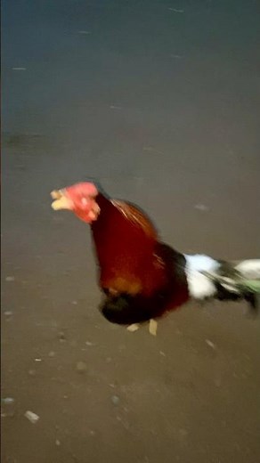 Morning walking exercise