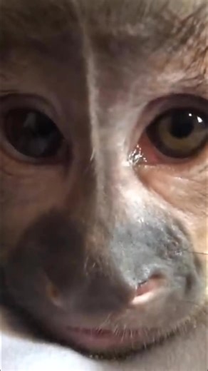 3.8K views · 251 reactions | MonkeyHappy on Reels | Facebook