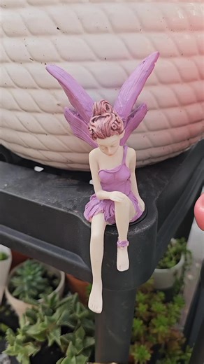 Cobweb Houseleek Succulent ...Greenhouse gardening 🏡 My Garden my sanctuary #suculentous #succulentsofbergencounty #succulentsofnewjersey #succulentsoftiktok #succulentsgarden