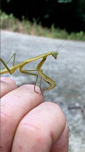 Wicked Cute Praying Mantis