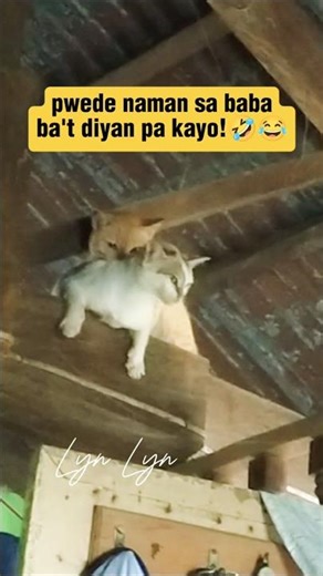 mas masaya daw sa taas!😂🤣 #lrandpets #funny #shortsviral #cat #catshorts #funnycat #cat #catshorts