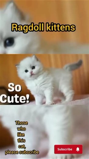 Ragdoll cat