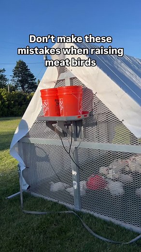 11K views · 1.3K reactions | Avoiding these beginner mistakes will...