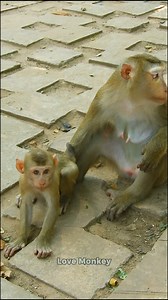 New update!, Luno's really grown. | Love Monkey