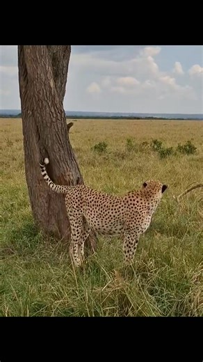 Milele mid morning at olchoro conservancy. | jacob animals
