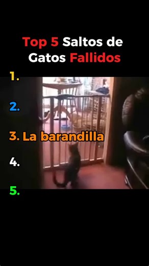Michis Republic on Instagram: "Top 5 saltos de Gatos fallidos #gatoschile #michi #gatos #gato"
