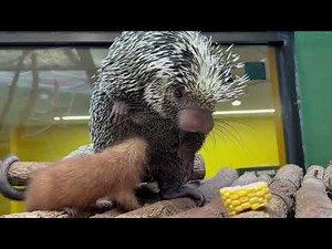 Baby Prehensile-Tailed Porcupine Nurses From Mom at the Smithsonian's National Zoo