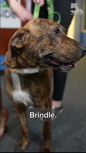 Pet for adoption: Meet Arcade!