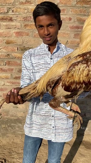 Mara Brown Java marga