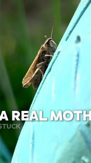 Every "Bug" In Code Is Named After A Real Insect From 1947