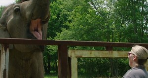 Happy Animal Sanctuary Caregiver Day to our compassionate, dedicated Care Staff! Rain or shine, they work to ensure home, herd, and individualized care for life for our resident elephants. Our Caregivers embody the heart of The Sanctuary’s mission, and we thank them for all they do! | The Elephant Sanctuary in Tennessee