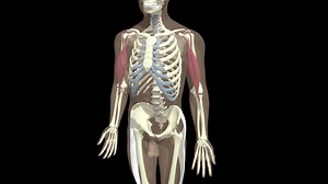 Biceps Brachii - Download Free 3D model by Anatomary