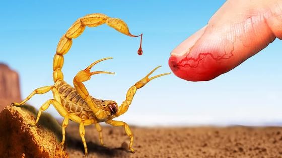 Stung! America's deadliest scorpion