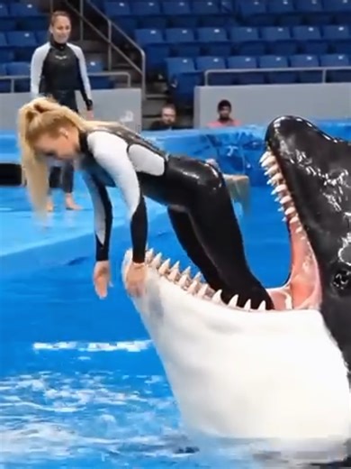 Jassica Dolphins: A Joyful Encounter with Nature