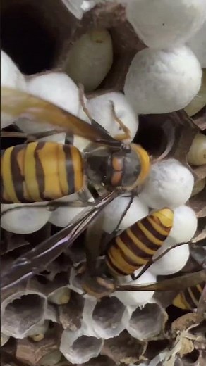 Unveiling the nest of the biggest hornet
