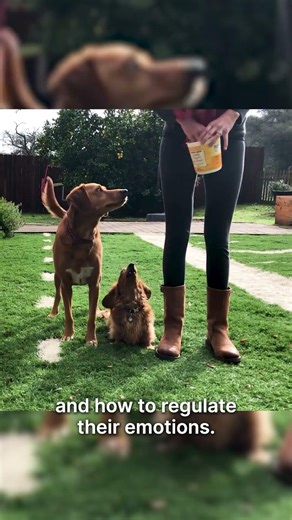 Leash pulling is actually a connection problem