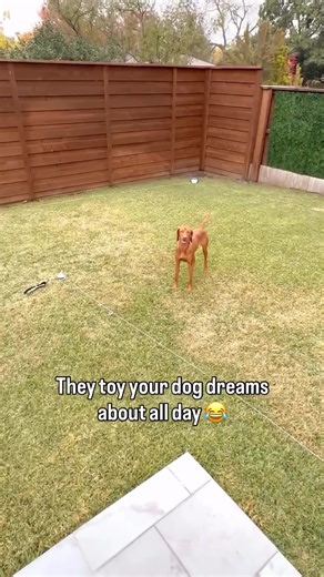 “Our vizsla Duke LOVES his Chase toy! He’s like a little kid when it’s time to put it away because he will stay outside and refuse to come back in the house 🤣” ~ Amber L. We LOVE hearing stories like this! There’s nothing better than seeing dogs this excited for playtime. SwiftPaws lure course kits aren’t just a toy 🏁 they’re a way to burn energy, stimulate their minds, and have a blast together. Just 5 minutes of SwiftPaws can tire them out more than you’d believe! Here’s to more zoomies, mor