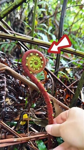 Fiddlehead Fern #awezchaitrend