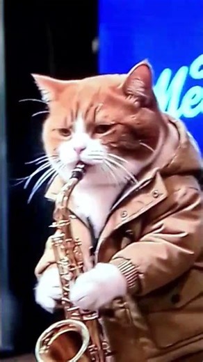 cat 'relaxing Jazz meowlody