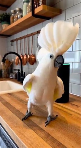 Hilarious Dance Moves of the Yellow-crowned Parrot