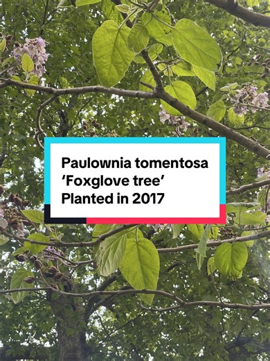Paulownia tomentosa: The Charming Foxglove Tree