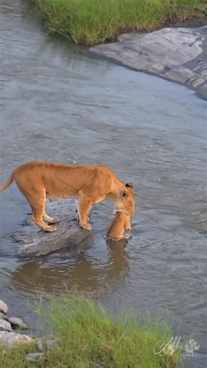 Manou Khabbaz on Instagram: "Three survived. Three became memories . Some moments never leave you. No matter how many years pass… no matter how many jungles you walk through… this one will always return the moment especially when this song plays. I spent nearly a week with the Fig Tree Pride - two brave mothers and six fragile lives - watching them fight a war that no mother should ever have to fight. I will never forget the morning they crossed the Sand River. The water was cold. The current wa