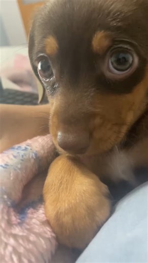 I wasn’t ready for hiccups to be this cute 😭 | The Animal World