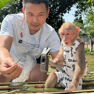 18K views · 640 reactions | So Lovely Smart Monkey . . . @.Super monkey Bibi helps Dad build a bamboo house! . . . #babymonkeycutis #monkeyphoto #BiBi #cutis #reelsviral #monkeys #monkey #reel #viral #fyp #usa #reelfb #funny #tiktok #babymonkey #Shorts #kaka #Familykaka #lovely #animals #cute #baby #kyo #pupu #poki #poor | Slingshot ride | Facebook
